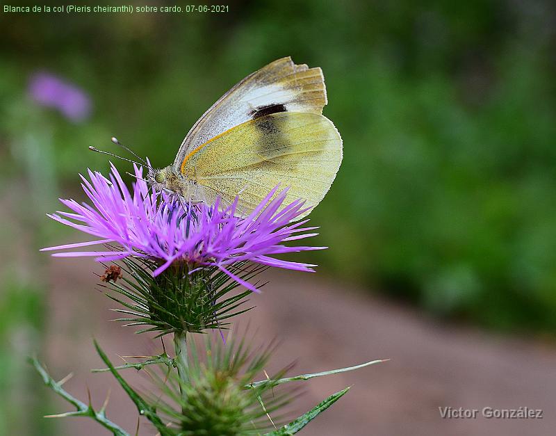 Pieris cheiranthi(Blanca de la col)-07062021.jpg - Blanca de la col (Pieris cheiranthi) sobre un cardo. 07-06-2021